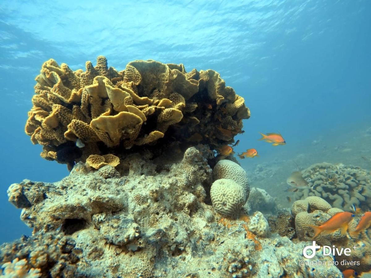 Aqaba Pro Divers Exterior photo