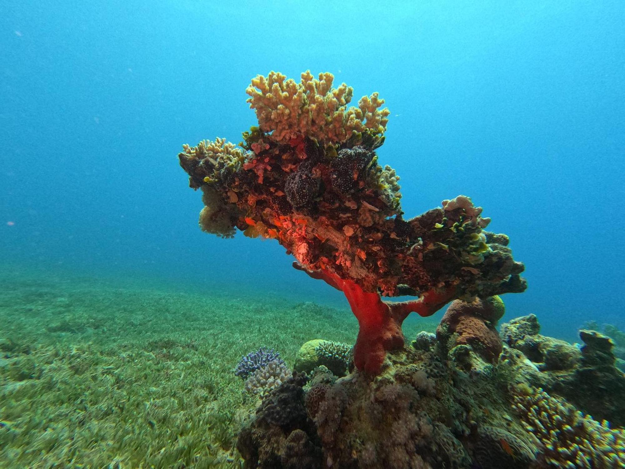 Aqaba Pro Divers Exterior photo