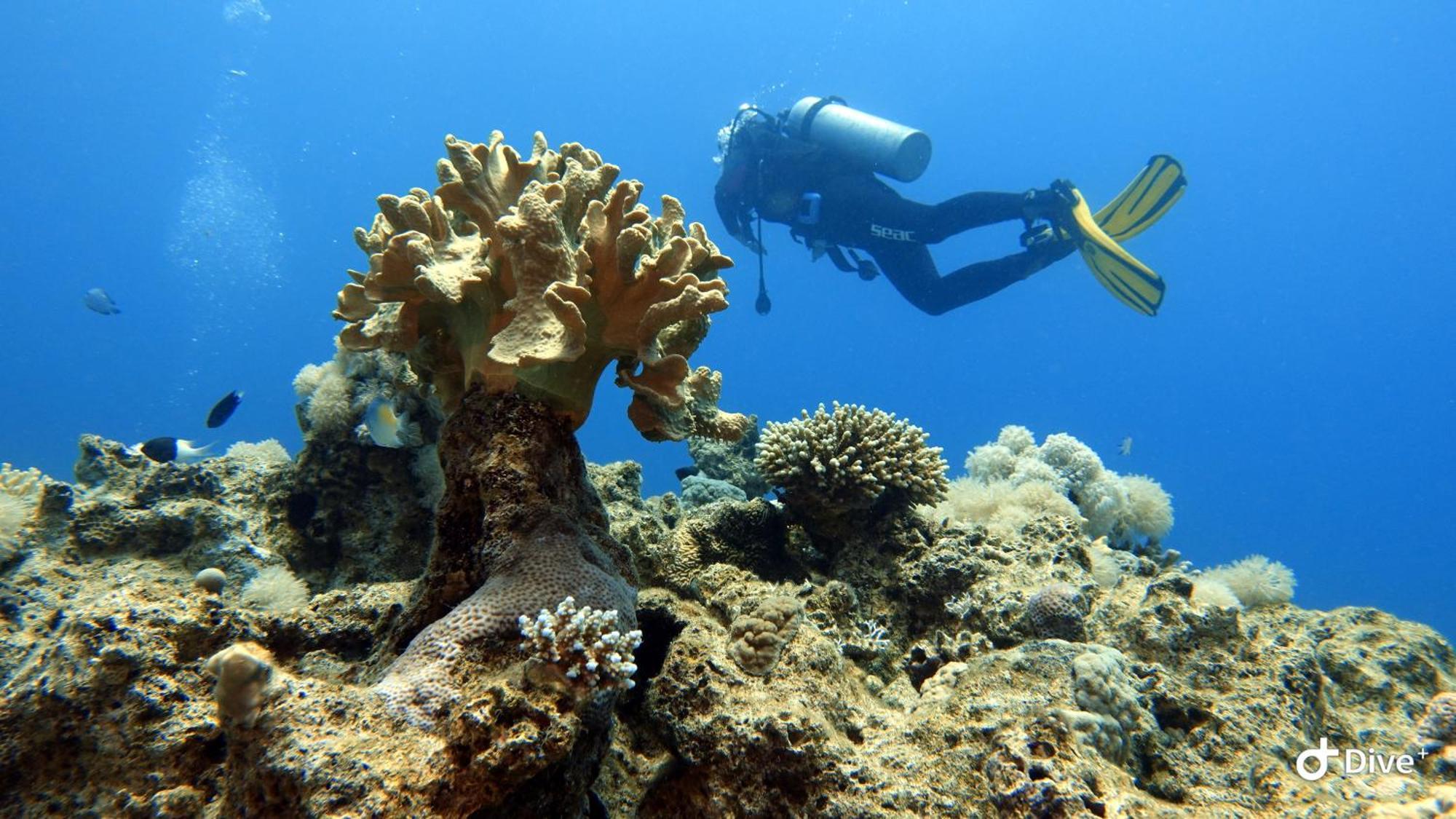 Aqaba Pro Divers Exterior photo